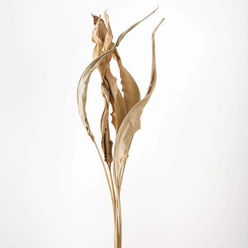 大地農園 ナチュラルドライフラワー ストレチアリーフ 50250-000 1束(ご注文単位1束)【直送品】