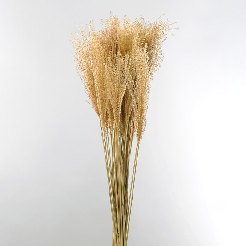 大地農園 ナチュラルドライフラワー ススキ 50440-000 1束（ご注文単位1束）【直送品】