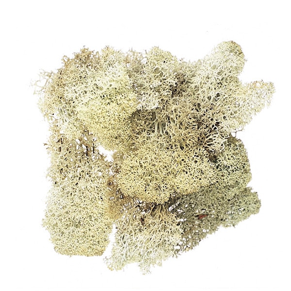 大地農園 モス アイスランドモス　小袋 61071-000 1袋（ご注文単位1袋）【直送品】