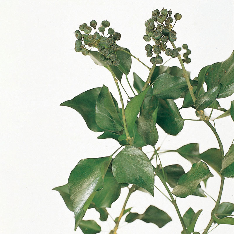 大地農園 プリザーブドグリーン アイビー　実付き 02280-700　グリーン 1束（ご注文単位1束）【直送品】