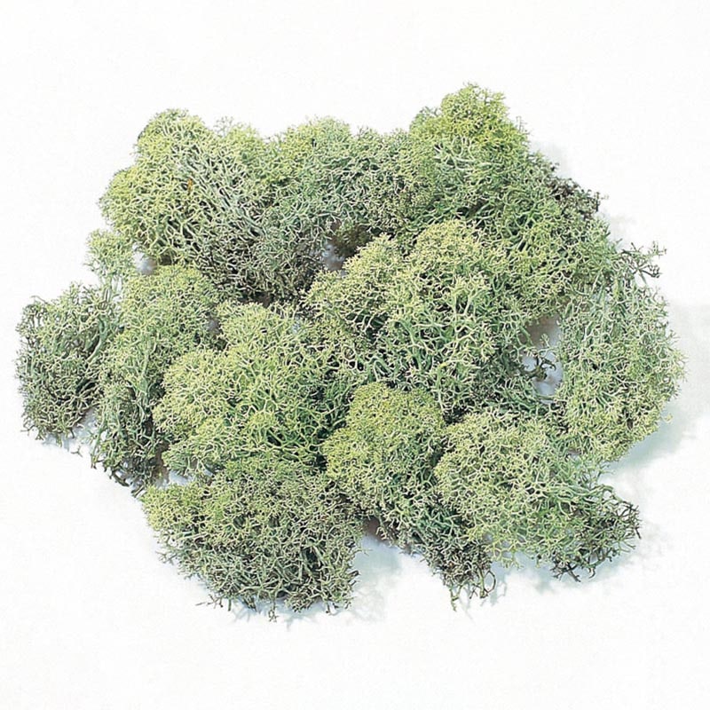 大地農園 モス アイスランドモス　大袋　500g 61073-700　グリーン 1箱（ご注文単位1箱）【直送品】