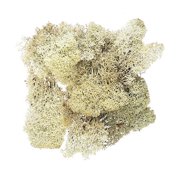 大地農園 モス アイスランドモス　大袋　500g 61073-000 1個（ご注文単位1個）【直送品】