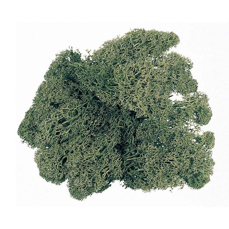 大地農園 モス アイスランドモス　大袋　500g 61073-760　モスグリーン 1箱（ご注文単位1箱）【直送品】