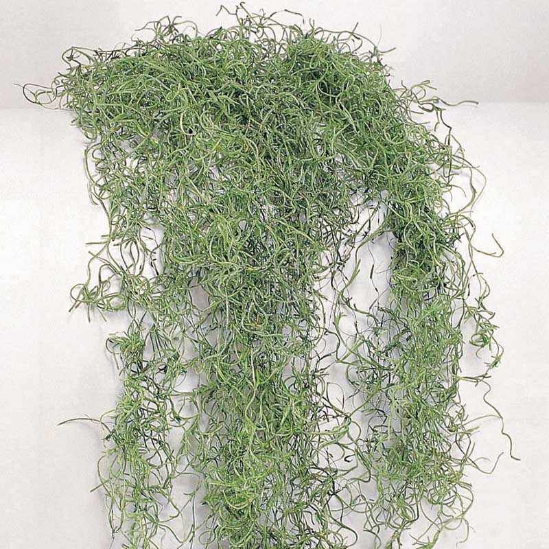 大地農園 モス ソフトスパニッシュモス　小袋 61061-707　グリーン・ソフト加工 1袋（ご注文単位1袋）【直送品】