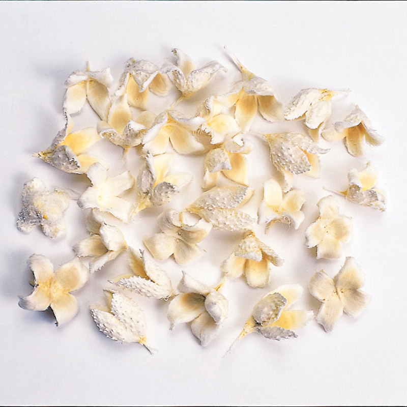 大地農園 木の実ミックス ブナの実 24380-011 白 1袋(ご注文単位1袋)【直送品】