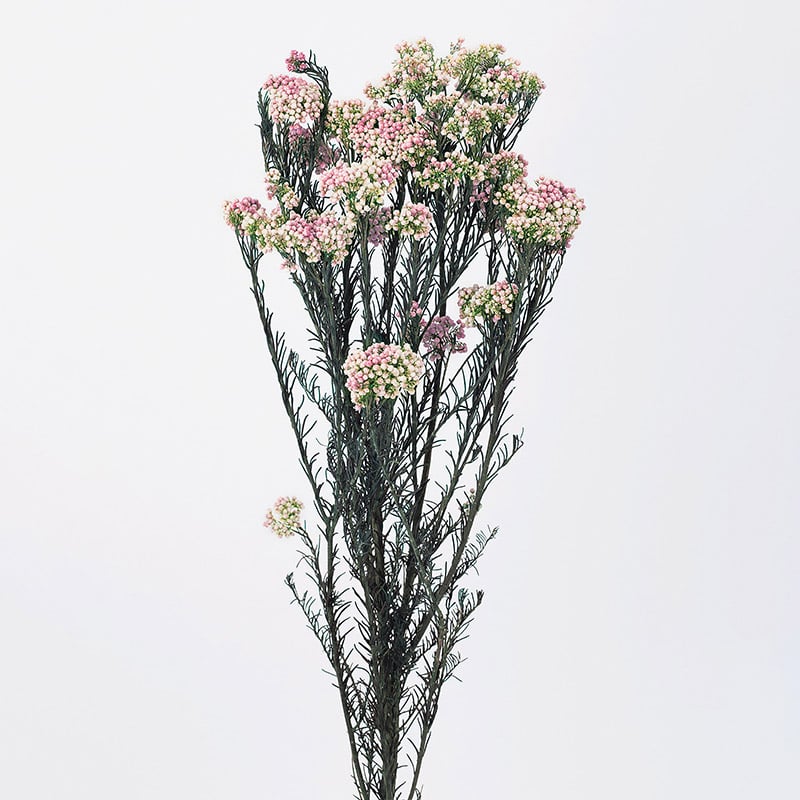 大地農園 プリザーブドフラワー ソフトライスフラワー 02320-170 ナチュラルピンク 1束（ご注文単位1束）【直送品】