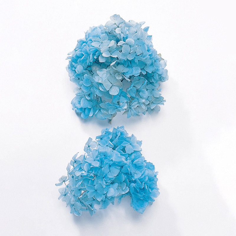 大地農園 アジサイ ソフトゆめ　ヘッド 01900-601　ブルー 1箱（ご注文単位1箱）【直送品】