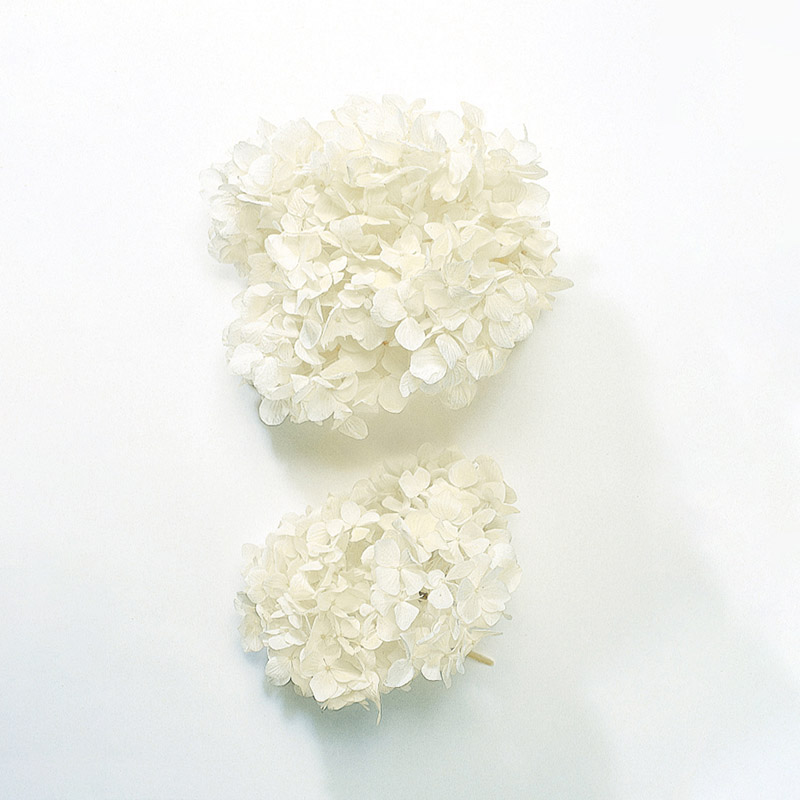 大地農園 アジサイ ソフトゆめ　ヘッド 01900-010　オフホワイト 1箱（ご注文単位1箱）【直送品】