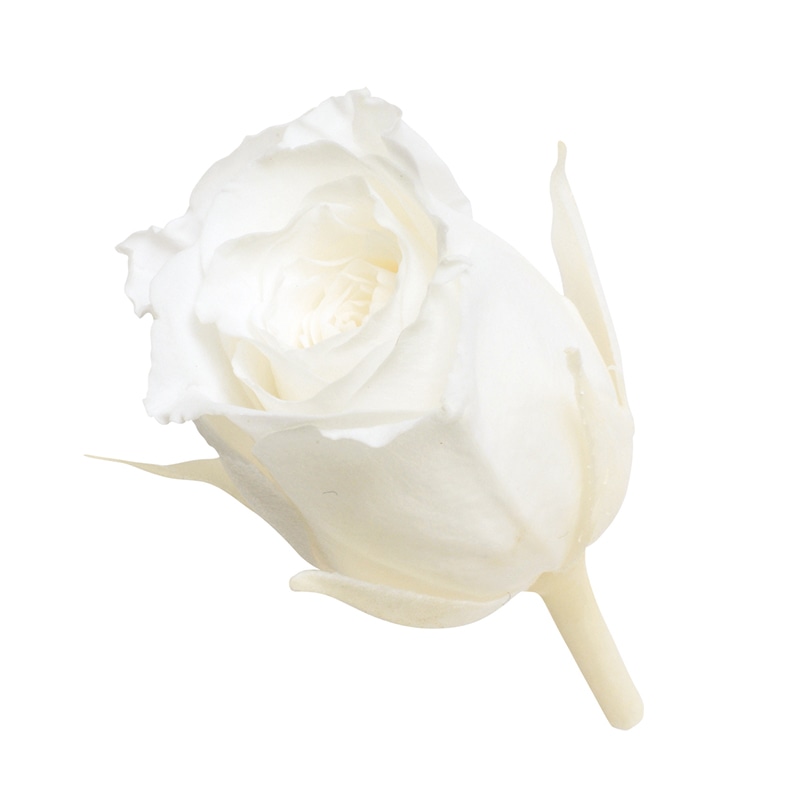 ピュアホワイト