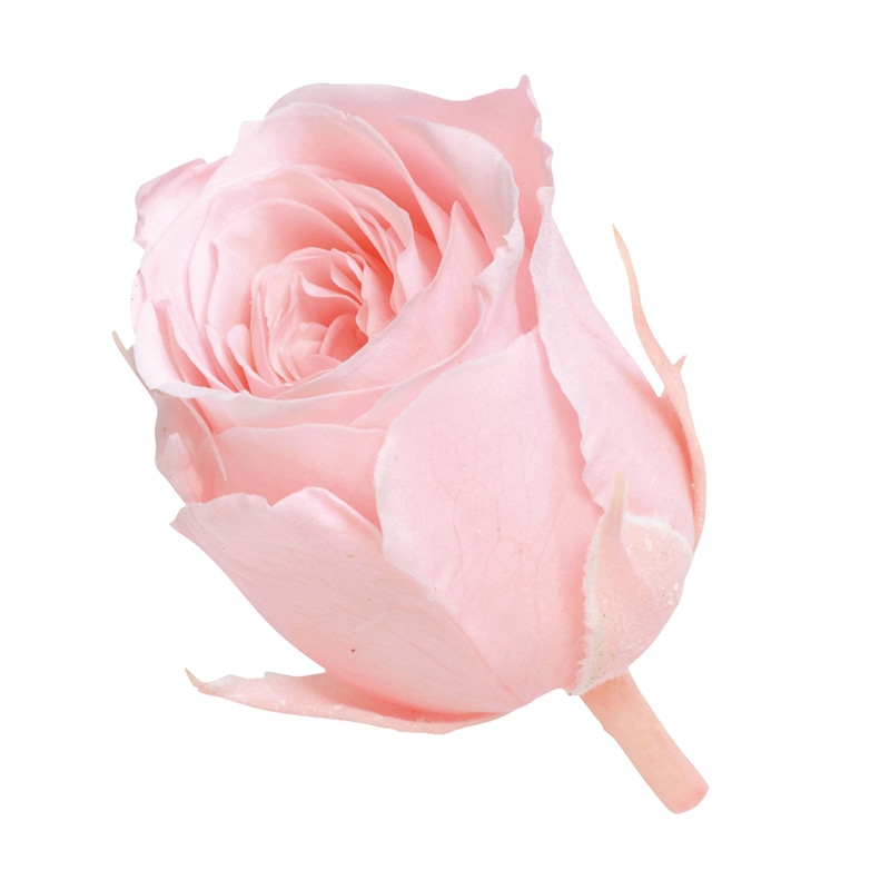 ブライダルピンク