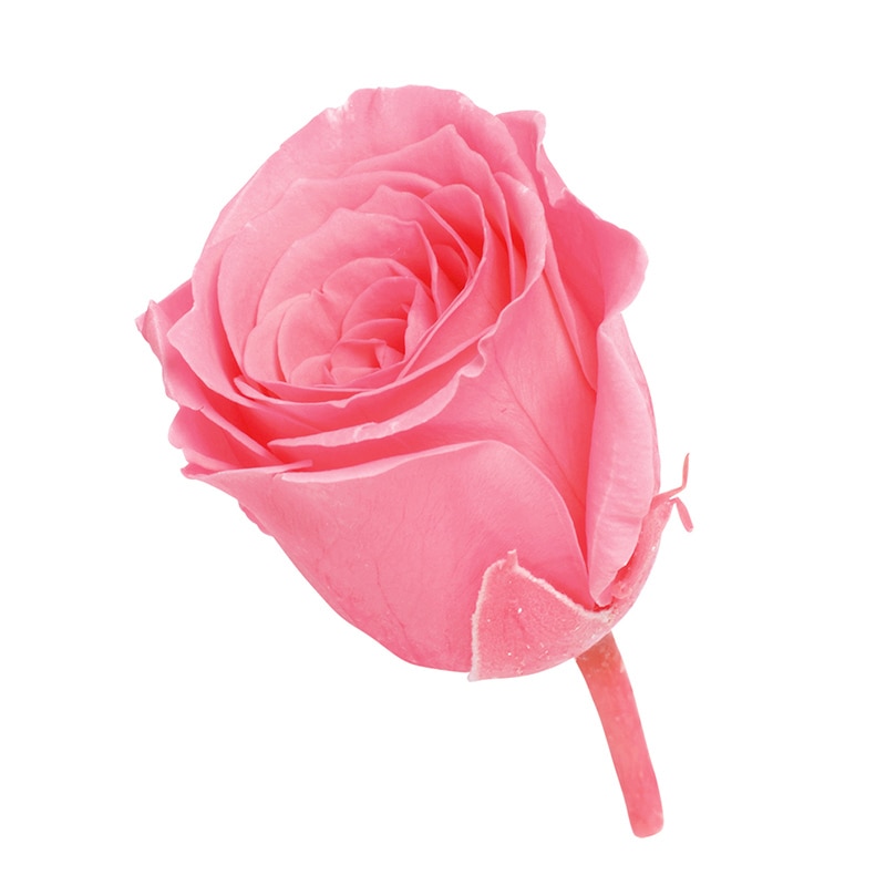 キャンディーピンク