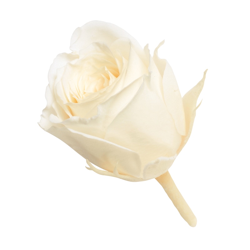 アンティックホワイト