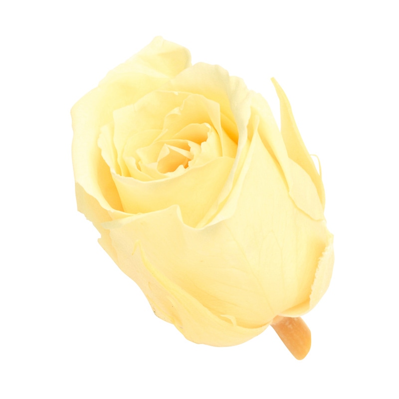 モーニングイエロー