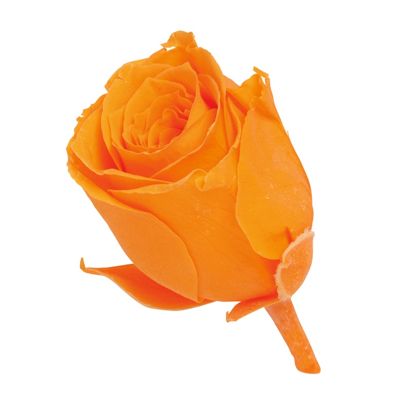 フルーティオレンジ