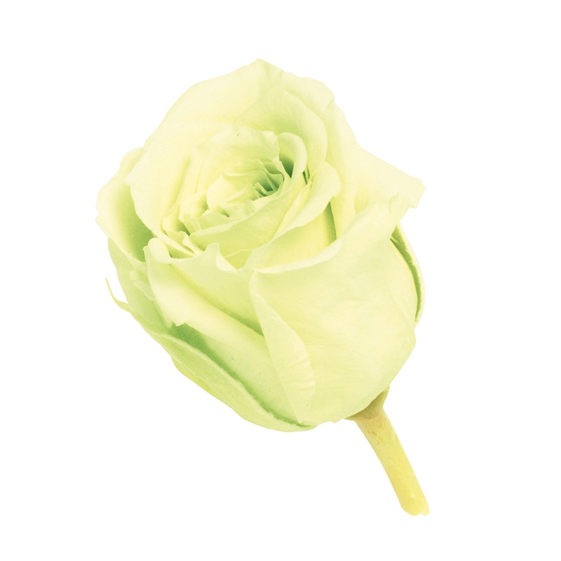 フレッシュグリーン