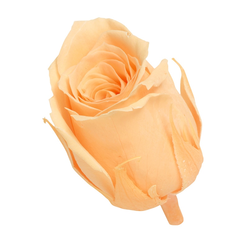 ジュリアオレンジ