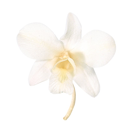 大地農園 プリザーブドフラワー デンファレ 02390-010　ピュアホワイト 1箱（ご注文単位1箱）【直送品】