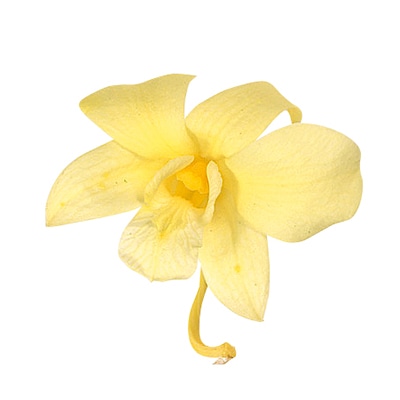 大地農園 プリザーブドフラワー デンファレ 02390-500　モーニングイエロー 1箱（ご注文単位1箱）【直送品】