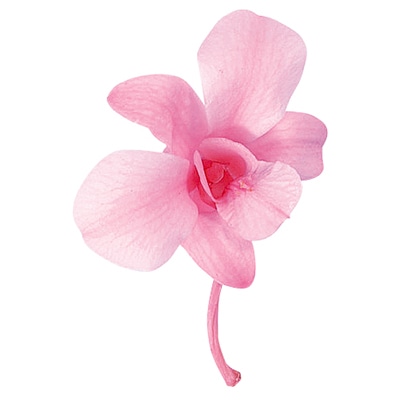 大地農園 プリザーブドフラワー デンファレ 02390-100　ピンク 1個（ご注文単位1個）【直送品】