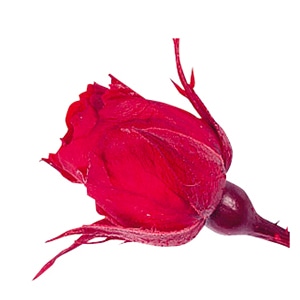 大地農園 プリザーブドローズ スージー 02400-321　レッド 1箱（ご注文単位1箱）【直送品】