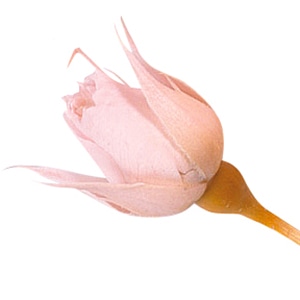 大地農園 プリザーブドローズ スージー 02400-101　ブライダルピンク 1箱（ご注文単位1箱）【直送品】