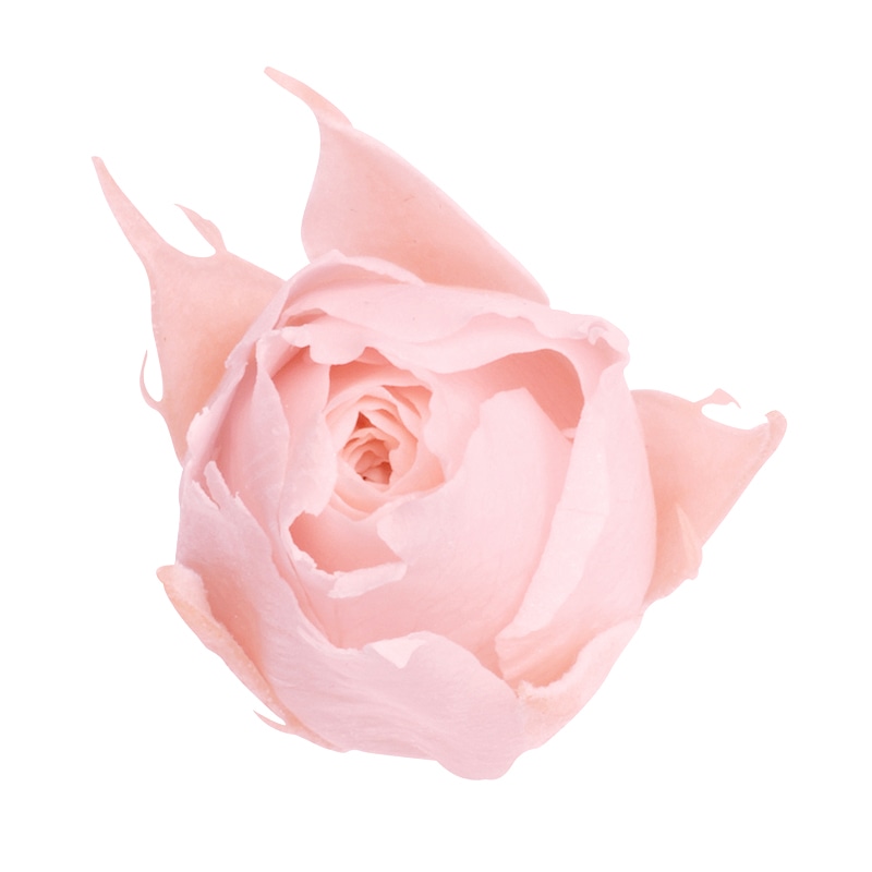 大地農園 プリザーブドローズ スージー 02400-101 ブライダルピンク 1箱(ご注文単位1箱)【直送品】