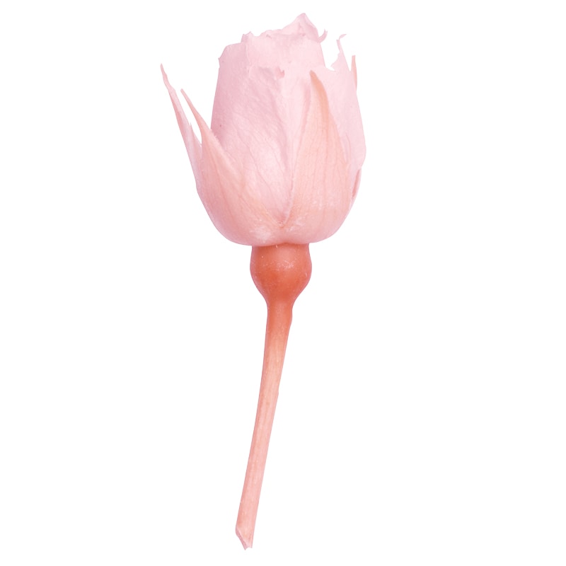 大地農園 プリザーブドローズ スージー 02400-101 ブライダルピンク 1箱(ご注文単位1箱)【直送品】