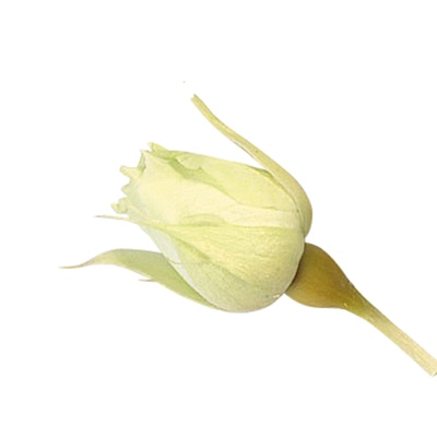 大地農園 プリザーブドローズ スージー 02400-701　フレッシュグリーン 1箱（ご注文単位1箱）【直送品】