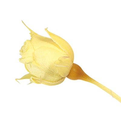 大地農園 プリザーブドローズ スージー 02400-501　モーニングイエロー 1箱（ご注文単位1箱）【直送品】