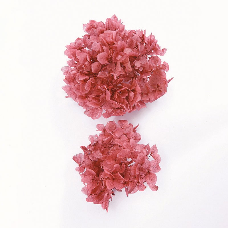 大地農園 アジサイ ソフトゆめ　ヘッド 01900-211　ローズ 1箱（ご注文単位1箱）【直送品】