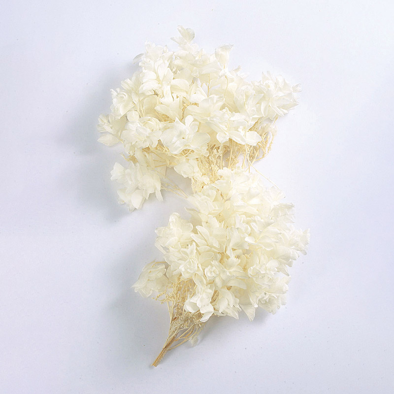 大地農園 アジサイ カシワバ　ヘッド 01070-011　オフホワイト 1箱（ご注文単位1箱）【直送品】