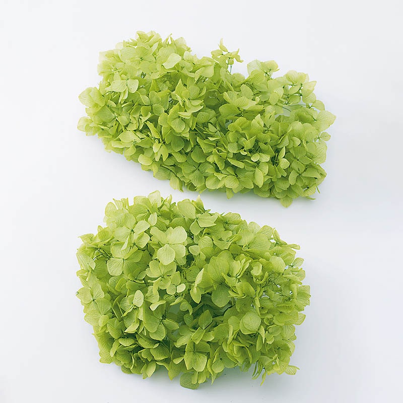 大地農園 アジサイ ソフトゆめ　ヘッド 01900-721　ライトグリーン 1箱（ご注文単位1箱）【直送品】