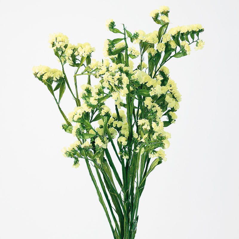 大地農園 プリザーブドフラワー ソフトスターチス 02450-500　イエロー 1束（ご注文単位1束）【直送品】