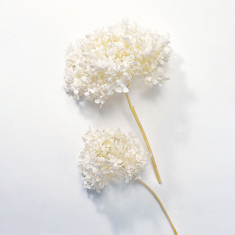 大地農園 アジサイ ソフトアナベル　ヘッド 02160-011　オフホワイト 1箱（ご注文単位1箱）【直送品】