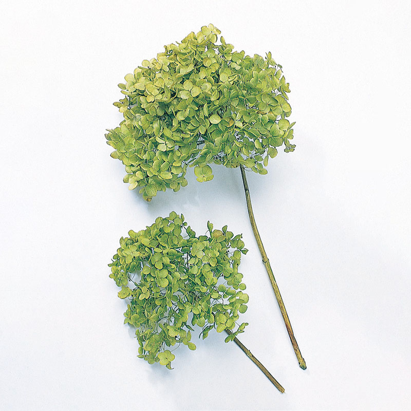 大地農園 アジサイ ソフトアナベル　ヘッド 02160-701　グリーン 1箱（ご注文単位1箱）【直送品】