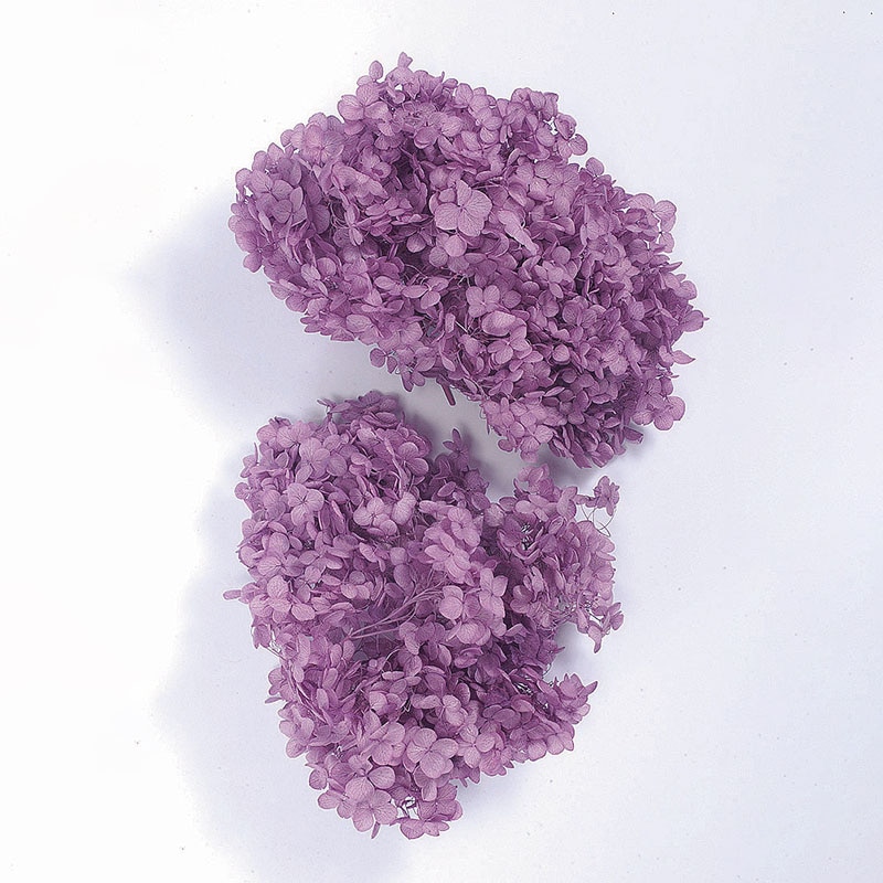 大地農園 アジサイ ソフトアナベル　ヘッド 02160-401　パープル 1箱（ご注文単位1箱）【直送品】