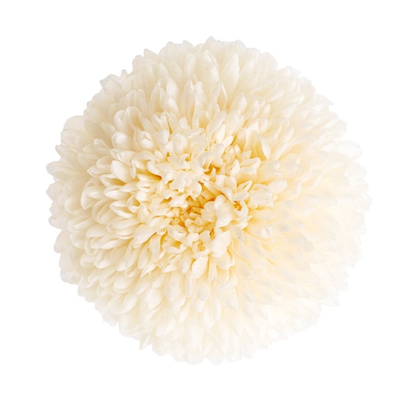 大地農園 プリザーブドフラワー ポンポン菊 大 02640-010　白 1箱（ご注文単位1箱）【直送品】