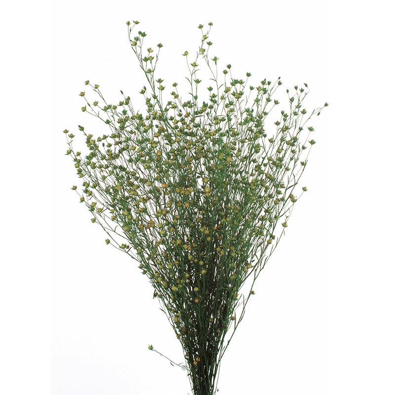 大地農園 プリザーブドグリーン プリザーブド　フラックス 02970-700　グリーン 1箱（ご注文単位1箱）【直送品】