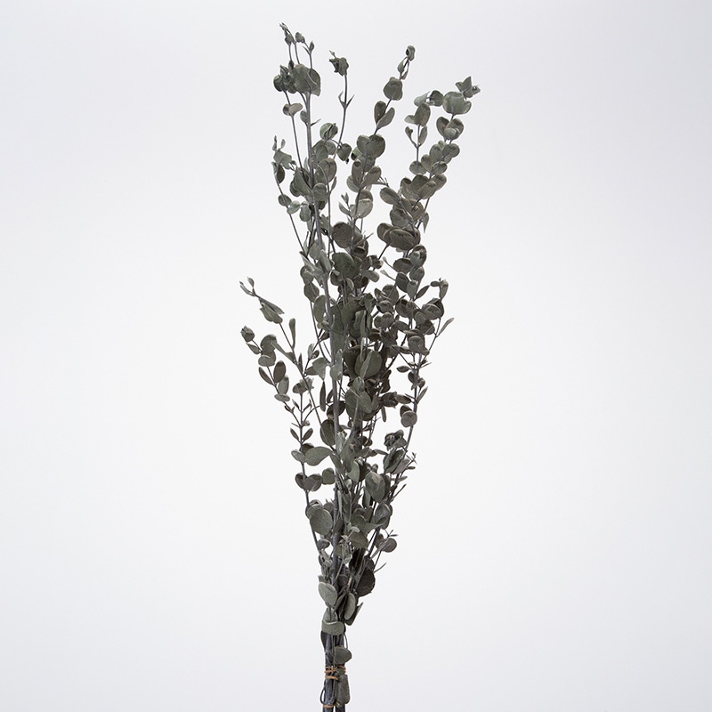 大地農園 プリザーブドグリーン グニーユーカリ 02290-012　ウオッシュホワイト 1個（ご注文単位1個）【直送品】