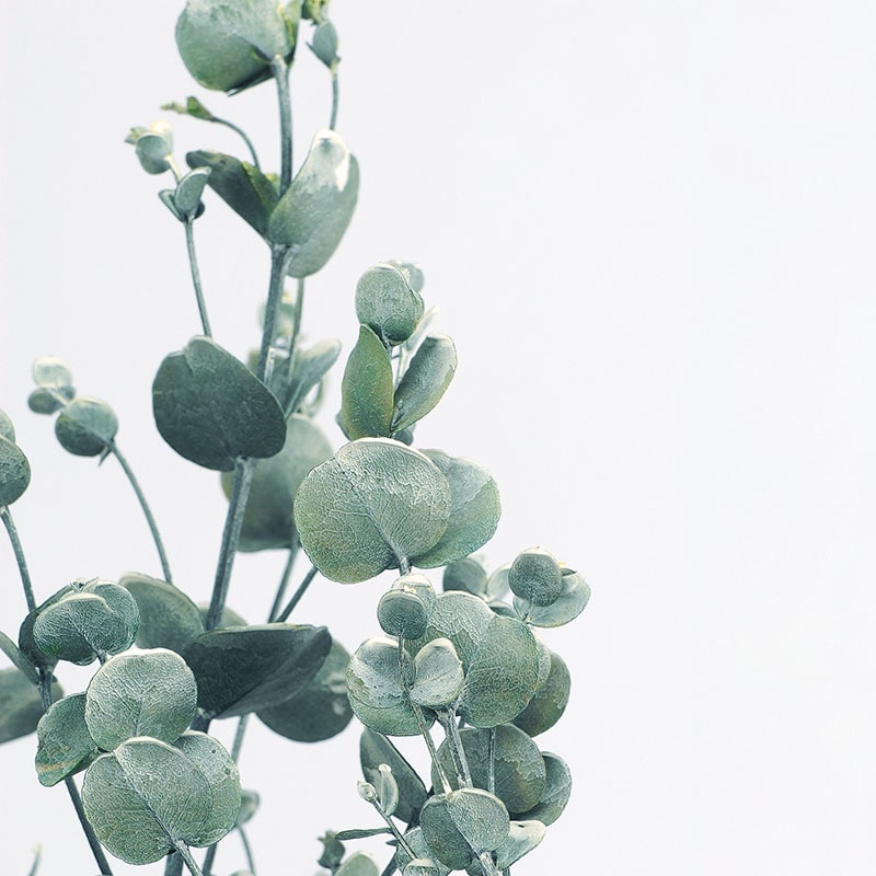 大地農園 プリザーブドグリーン グニーユーカリ 02290-012 ウオッシュホワイト 1個(ご注文単位1個)【直送品】