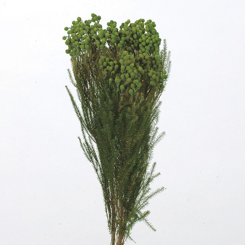 大地農園 プリザーブドグリーン バーゼリア 03100-700　グリーン 1本（ご注文単位1本）【直送品】