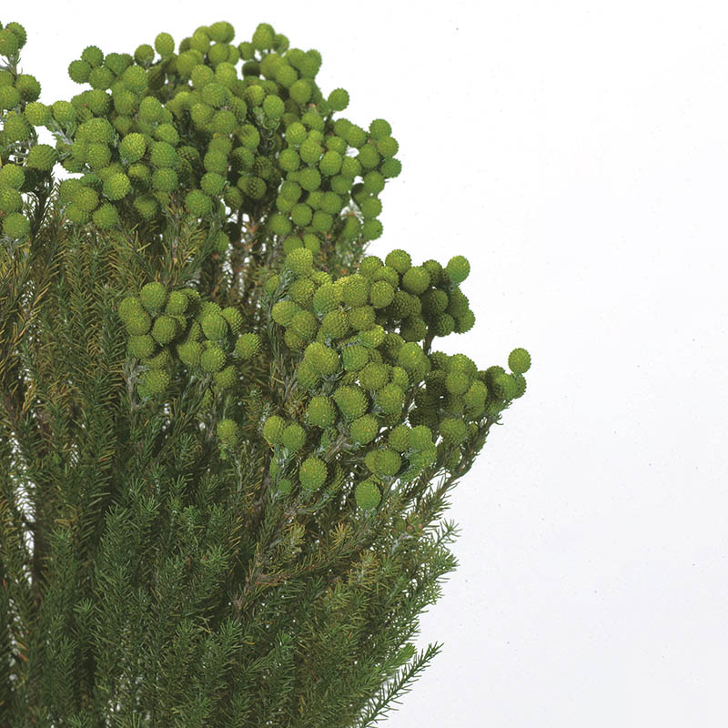 大地農園 プリザーブドグリーン バーゼリア 03100-700 グリーン 1本(ご注文単位1本)【直送品】