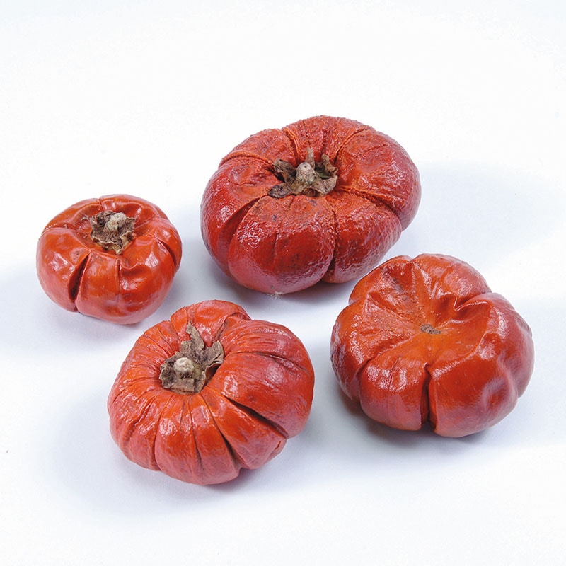 大地農園 アレンジ用フルーツ ソラナム 大小アソート 20112-000 1袋(ご注文単位1袋)【直送品】