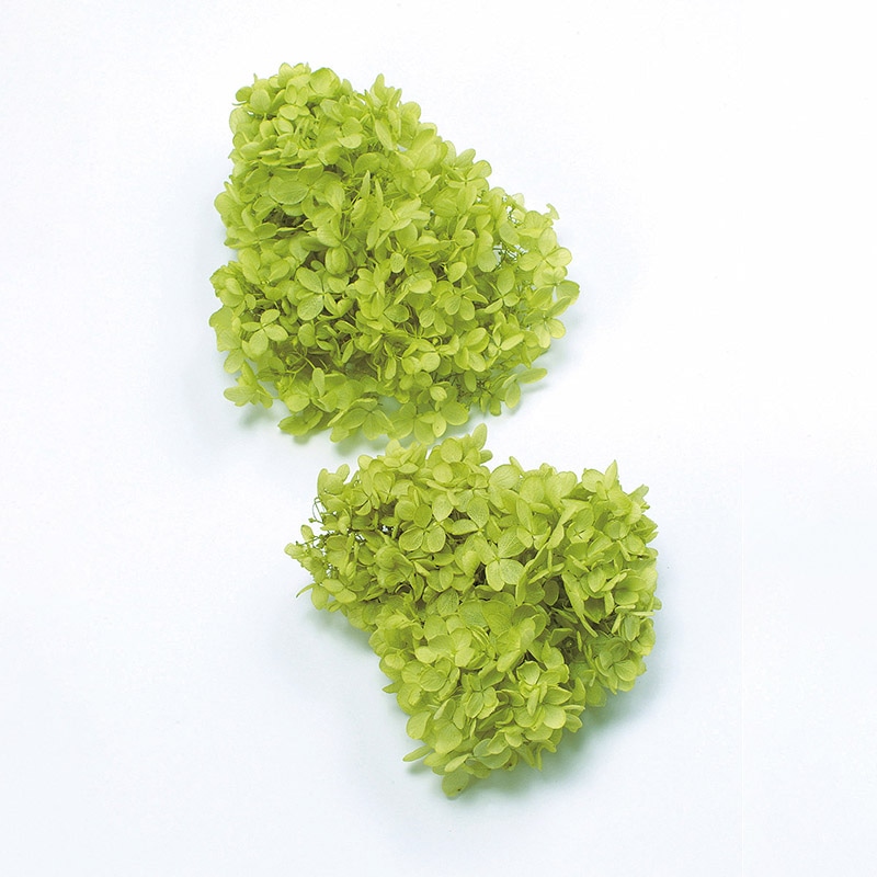 ライトグリーン