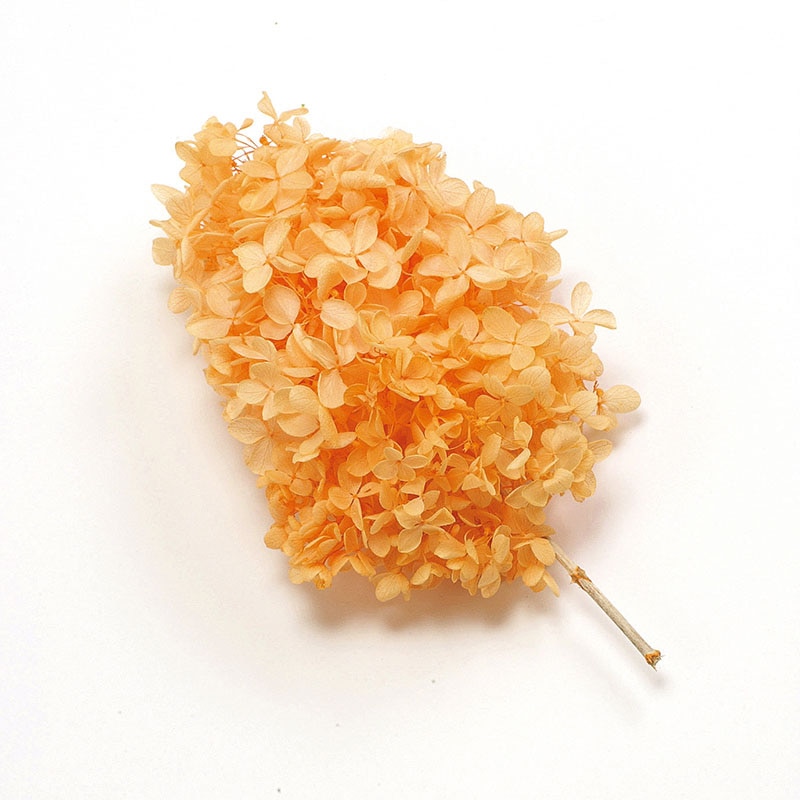 ジュリアオレンジ