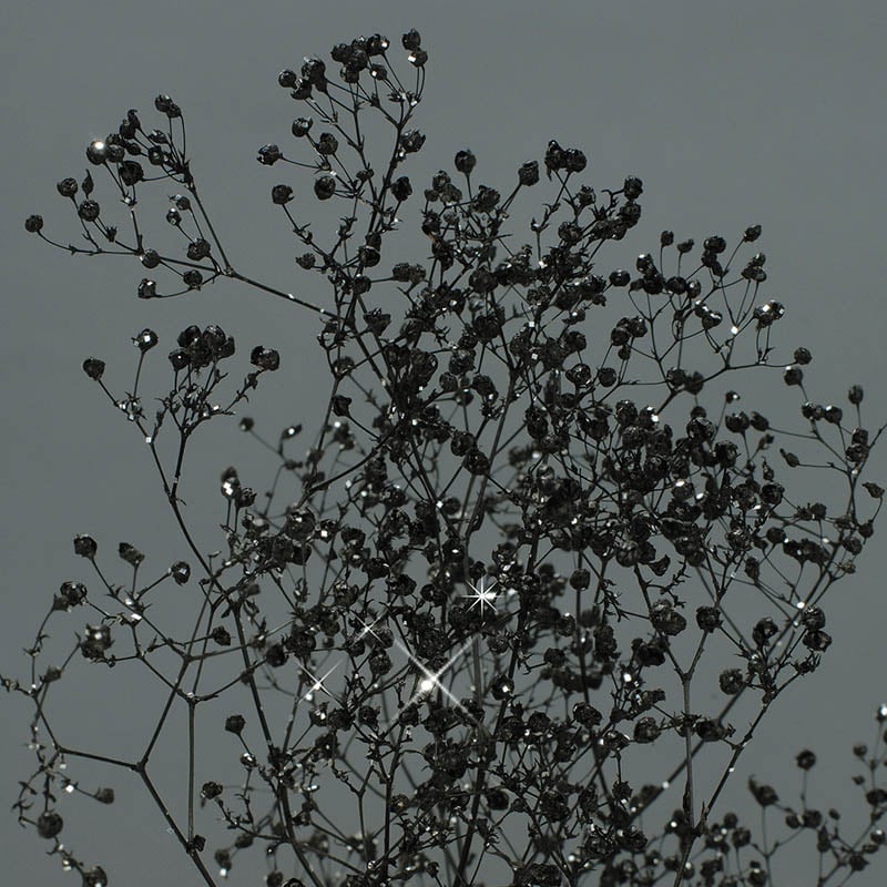 大地農園 プリザーブドフラワー ソフトミニカスミ草 00010-895 黒ラメ 1束(ご注文単位1束)【直送品】