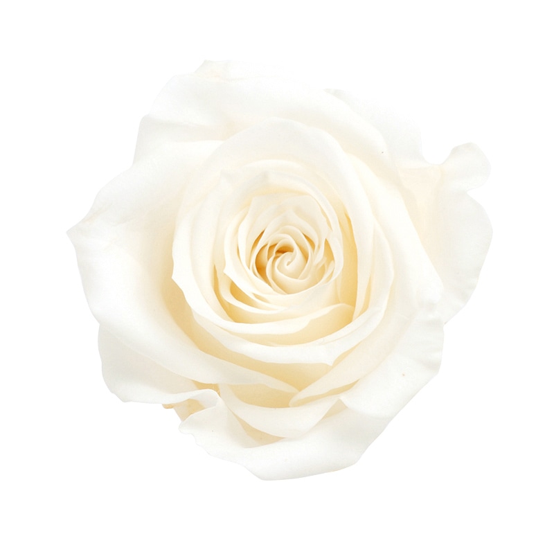 ピュアホワイト