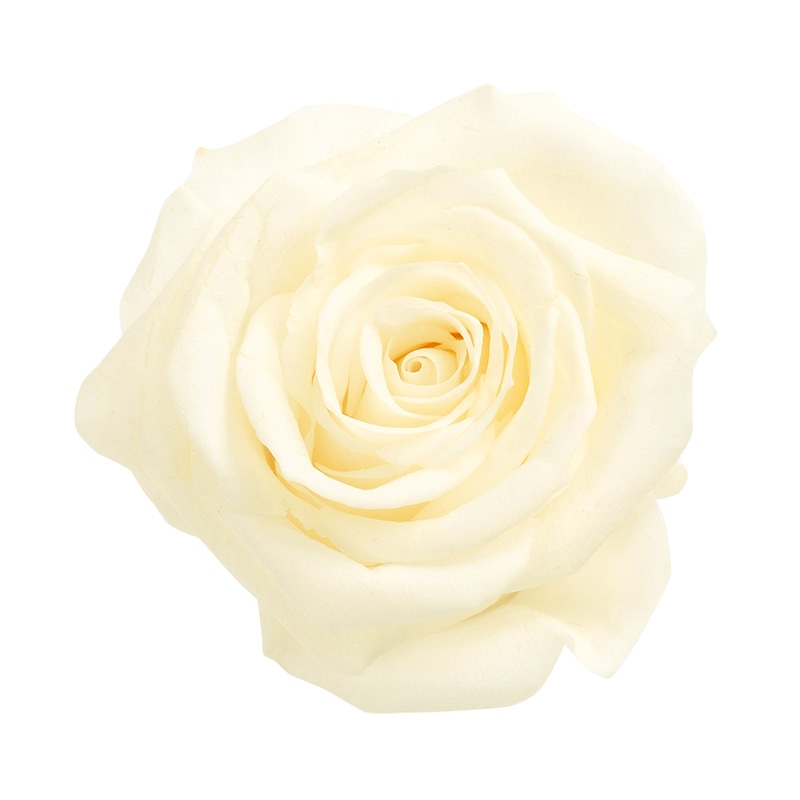 アンティックホワイト