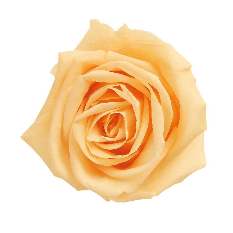 ジュリアオレンジ