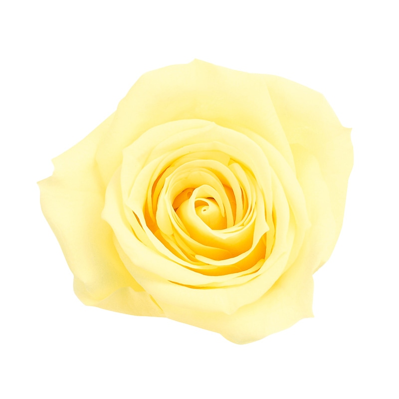 モーニングイエロー